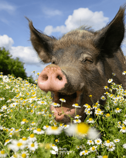 Farm Sanctuary Pig