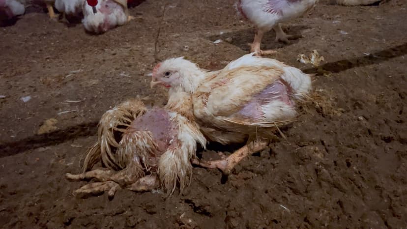 Factory Farmed Chickens