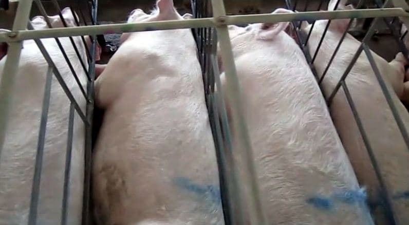 Pigs in Crates