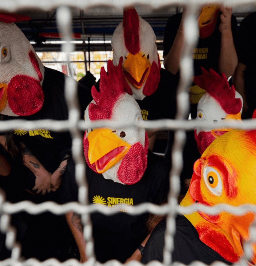 People in Chicken Costumes