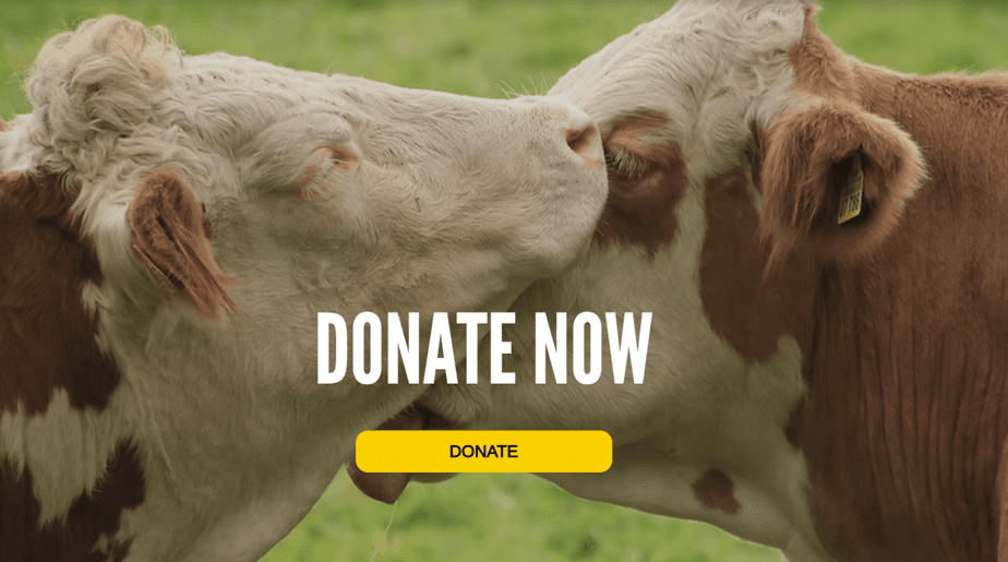 Charity Showing Picture of Cows With Donate Button