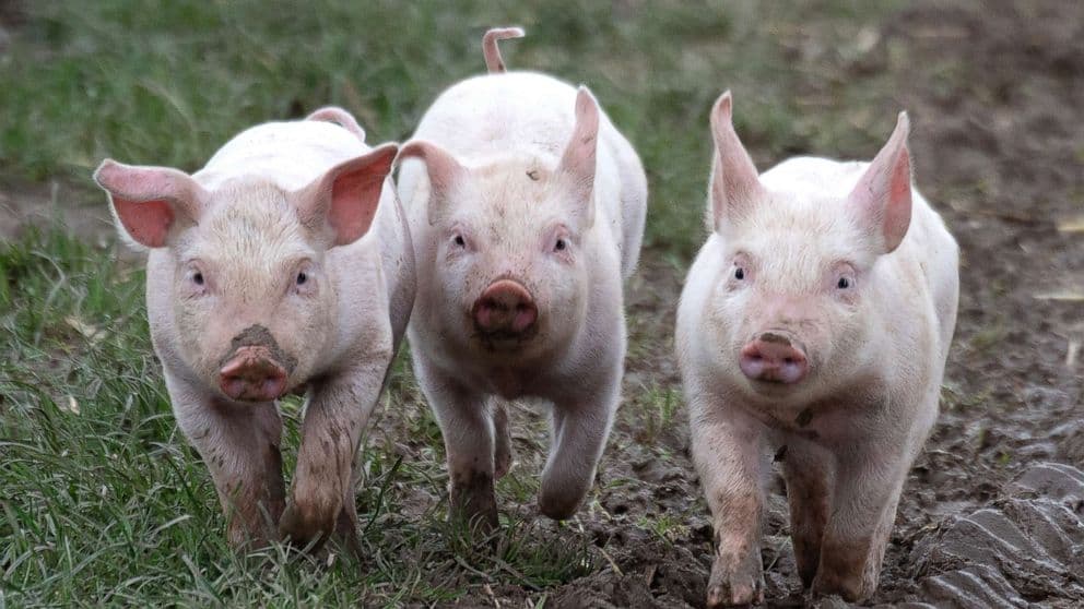 Image of Pigs